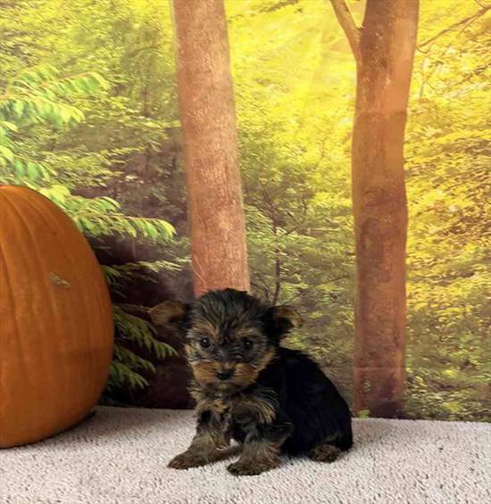 Yorkie
