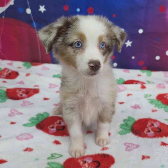 Mini Aussie