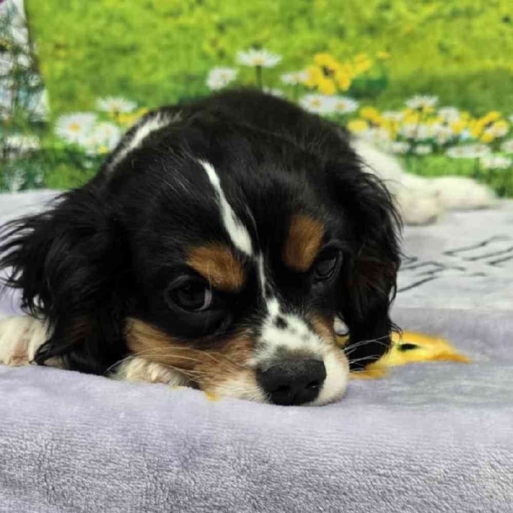 Male Cavalier King Charles Spaniel Puppy for Sale in Virginia Beach, VA