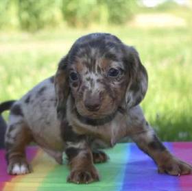 Dachshund