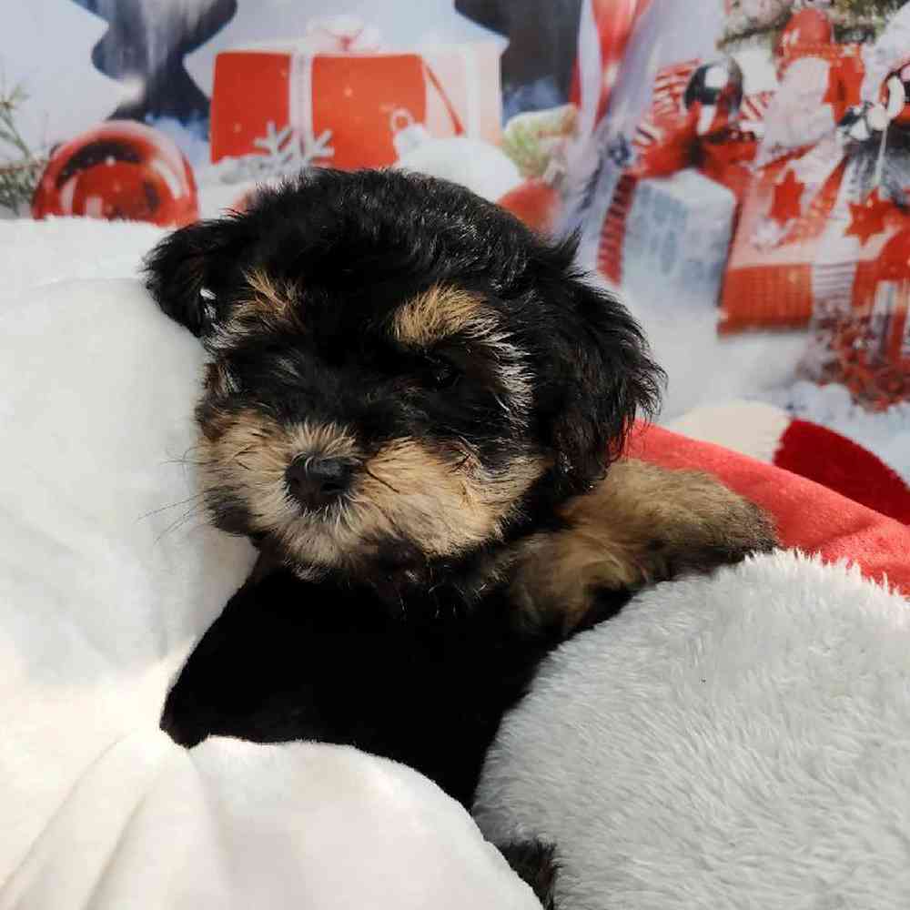 Female Morkie Puppy for Sale in Virginia Beach, VA