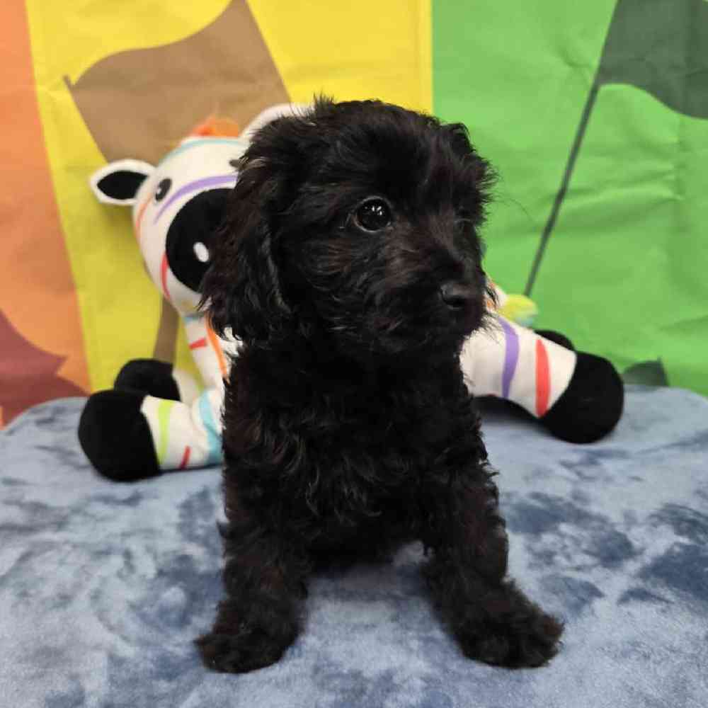 Female Cavapoo Puppy for Sale in Virginia Beach, VA