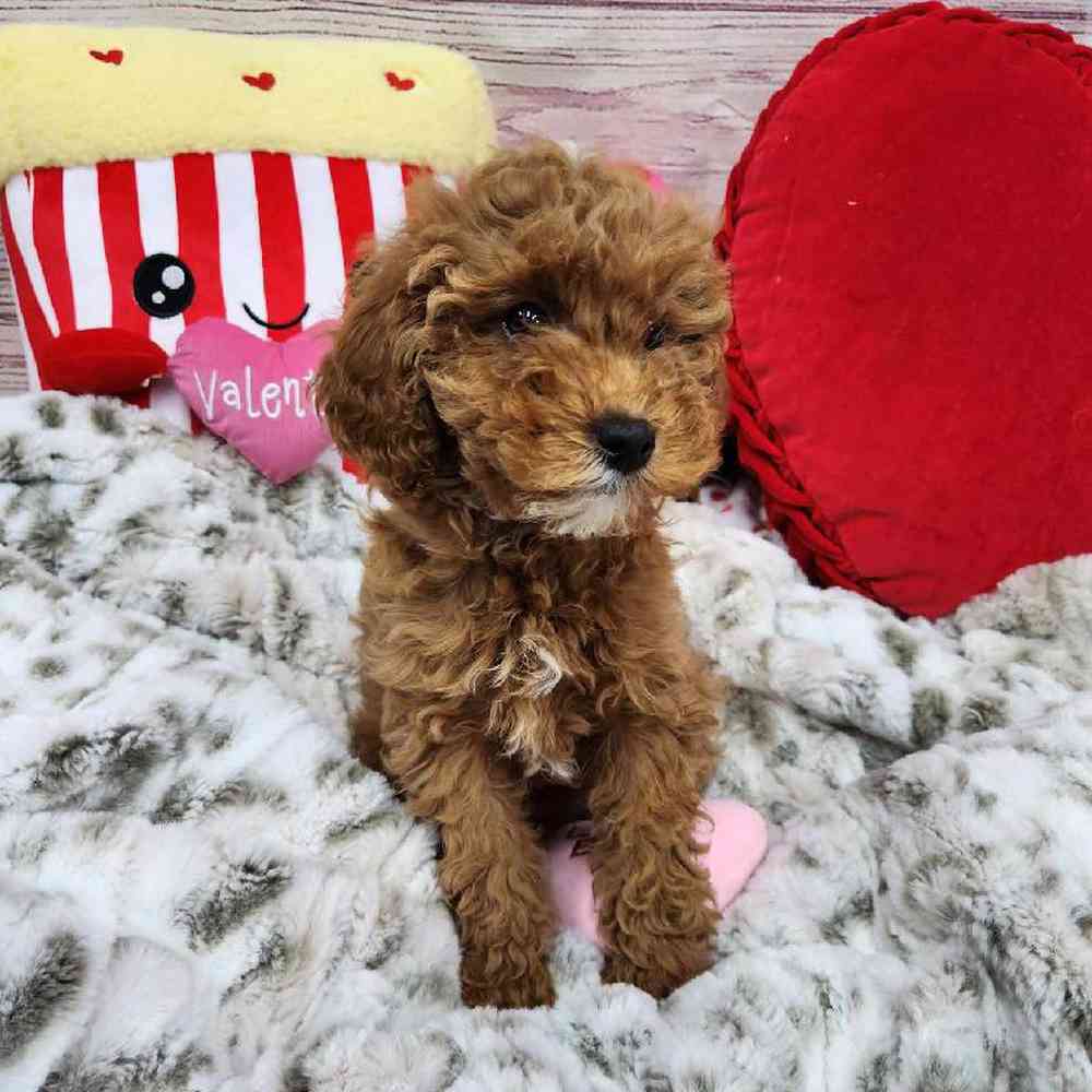 Female Mini Poodle Puppy for Sale in Virginia Beach, VA