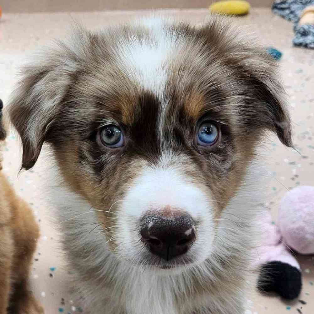 Male Australian Shepherd Puppy for Sale in Virginia Beach, VA