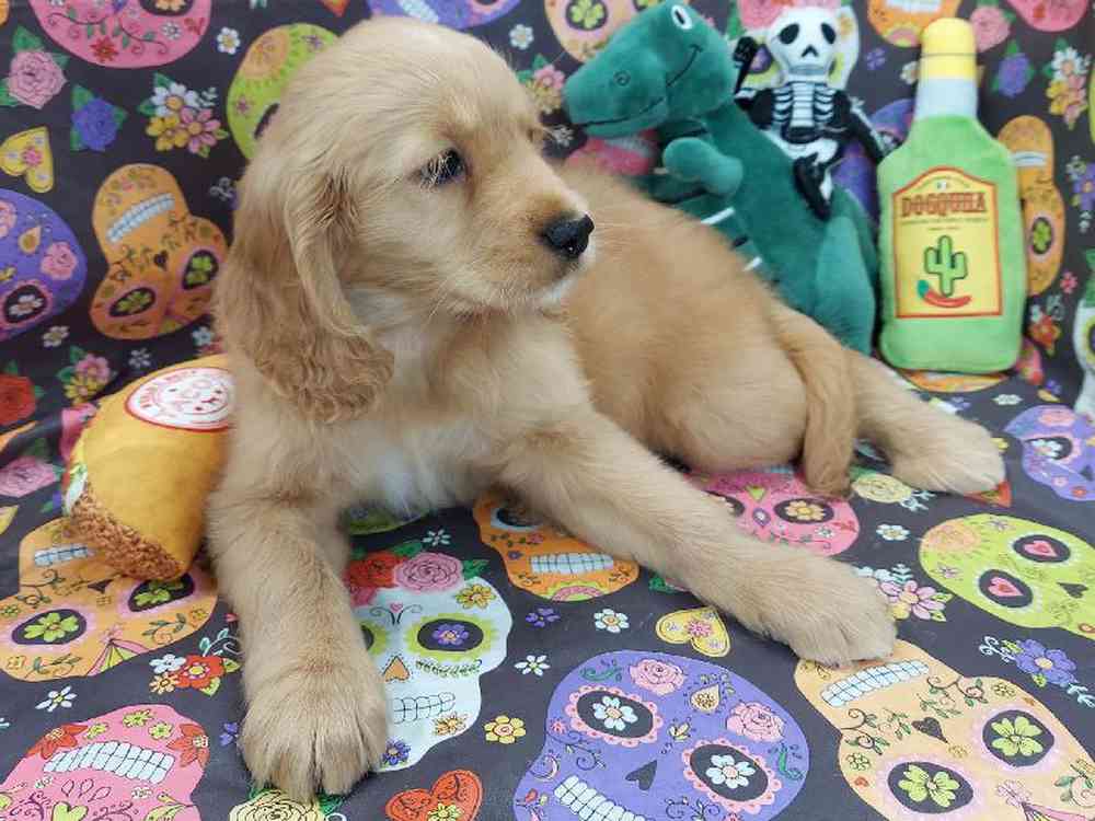 Female Comfort Retriever Puppy for sale