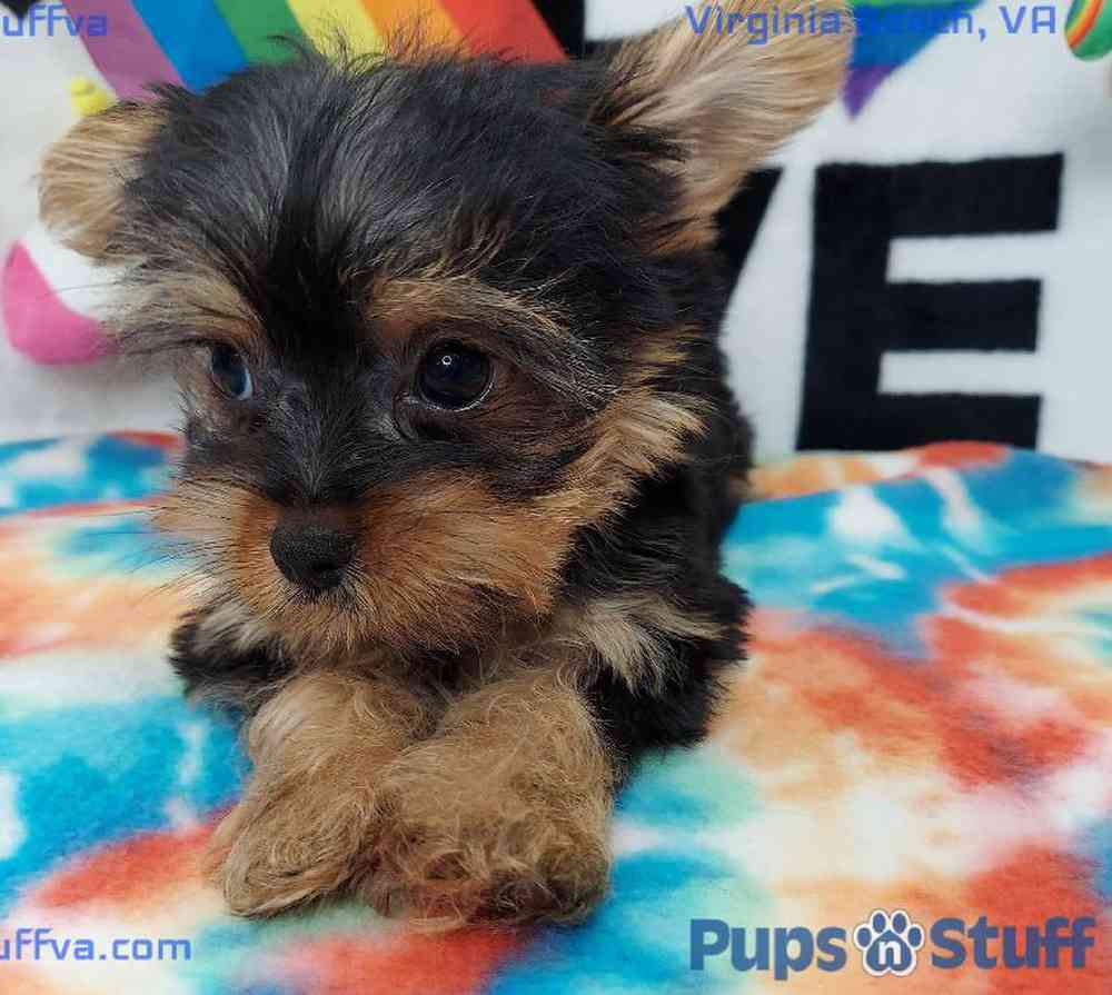 Male Yorkie Puppy for sale