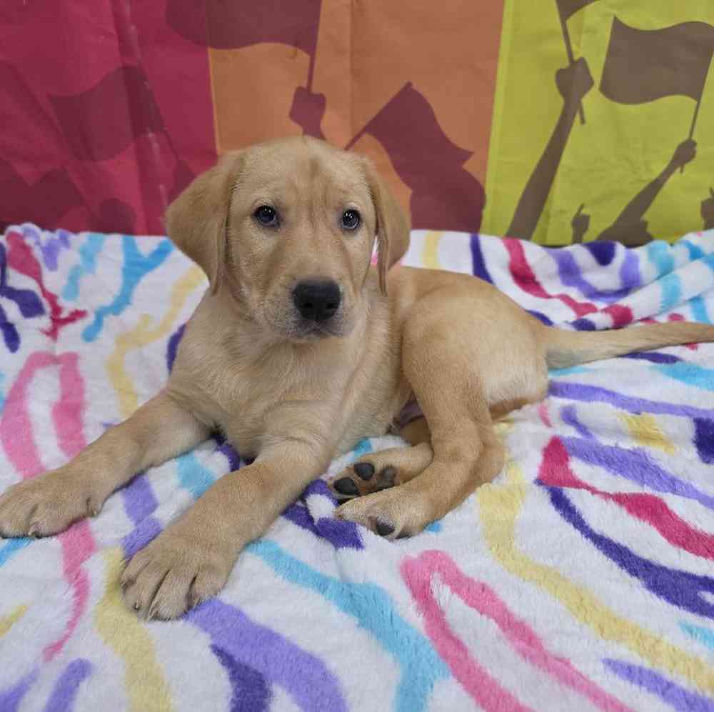 Male Labrador Retriever Puppy for Sale in Virginia Beach, VA