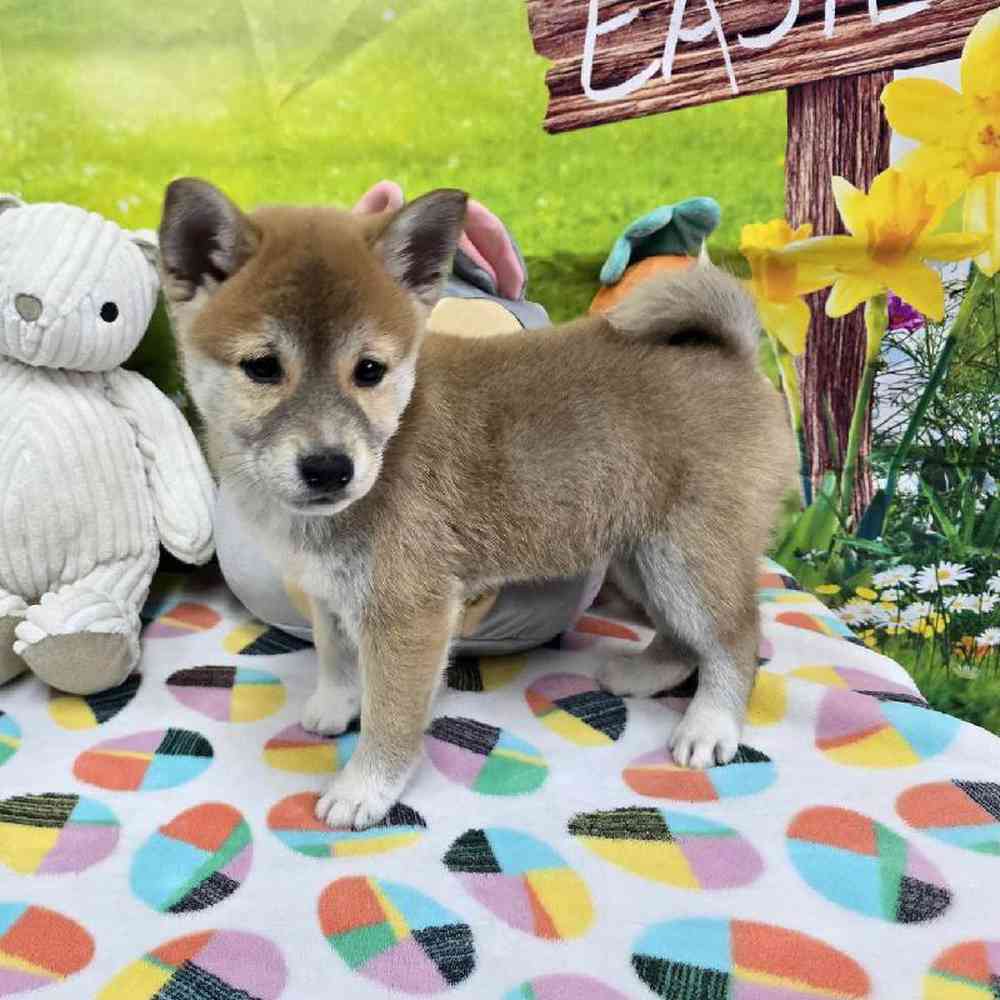Female Shiba Inu Puppy for Sale in Virginia Beach, VA