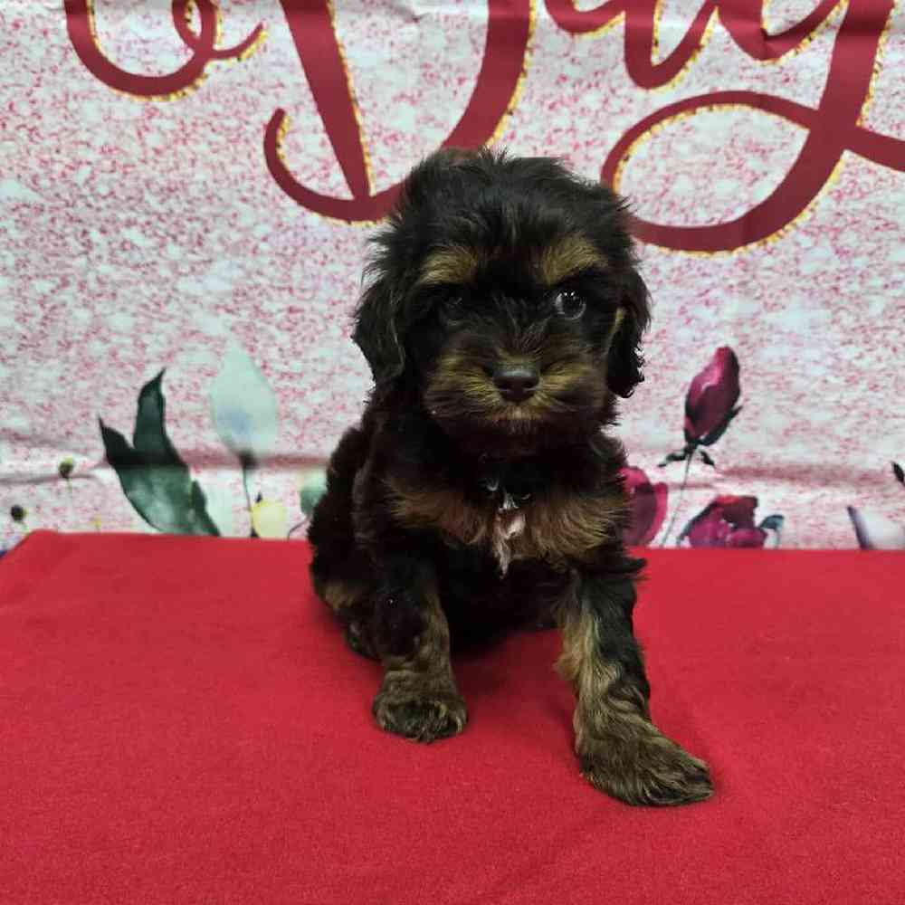 Female Cockapoo Puppy for Sale in Virginia Beach, VA