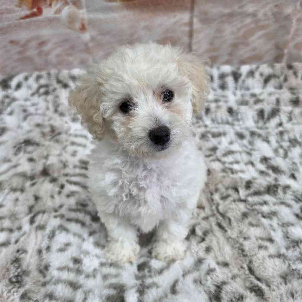 Image of a pet breed in the gallery