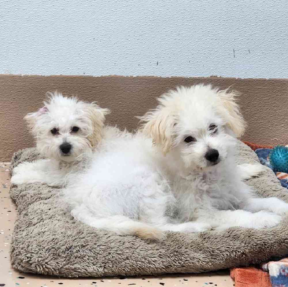 Male Pompoo Puppy for Sale in Virginia Beach, VA