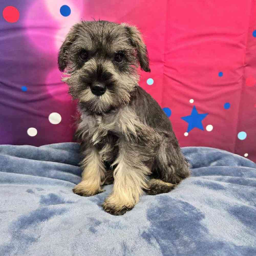 Female Mini Schnauzer Puppy for Sale in Virginia Beach, VA