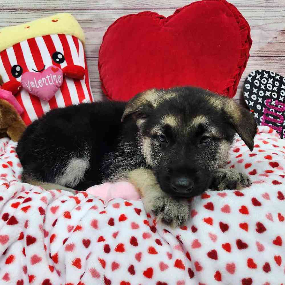 Male German Shepherd Puppy for Sale in Virginia Beach, VA