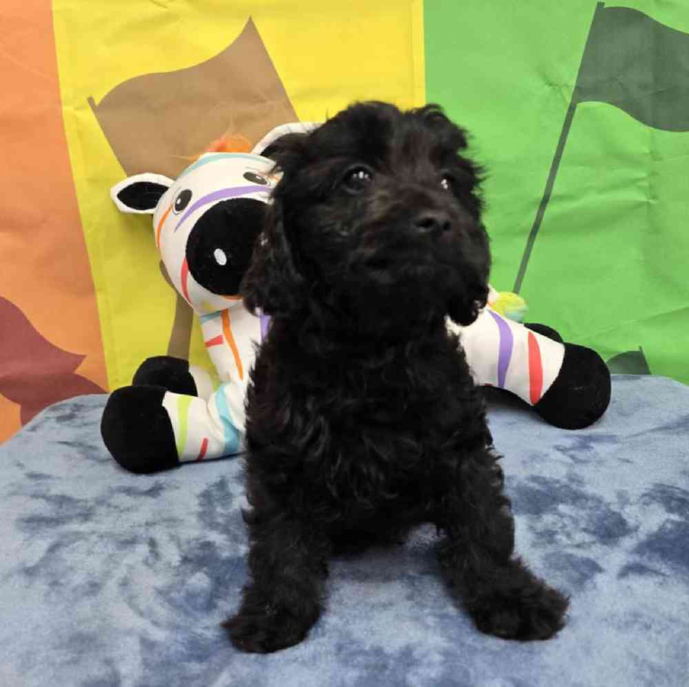 Female Cavapoo Puppy for Sale in Virginia Beach, VA