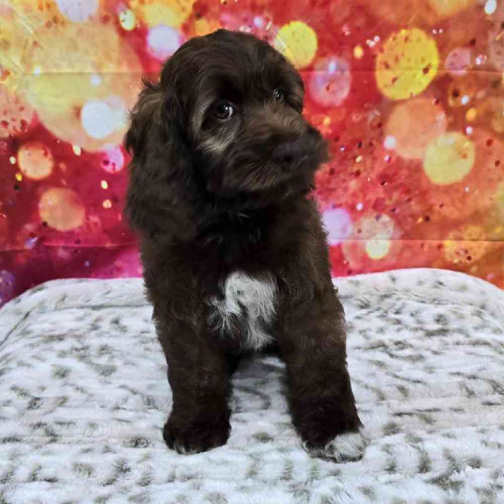 Female Cockapoo Puppy for Sale in Virginia Beach, VA