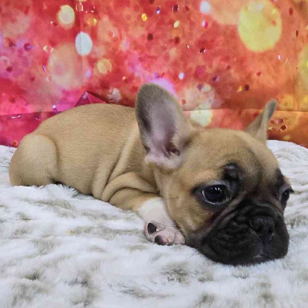 Male French Bulldog Puppy for Sale in Virginia Beach, VA