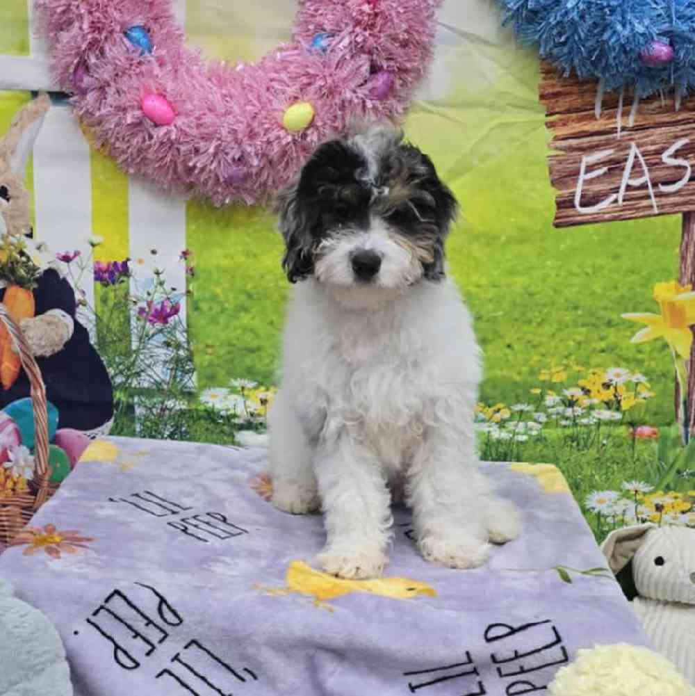 Male Mini Bernadoodle Puppy for Sale in Virginia Beach, VA