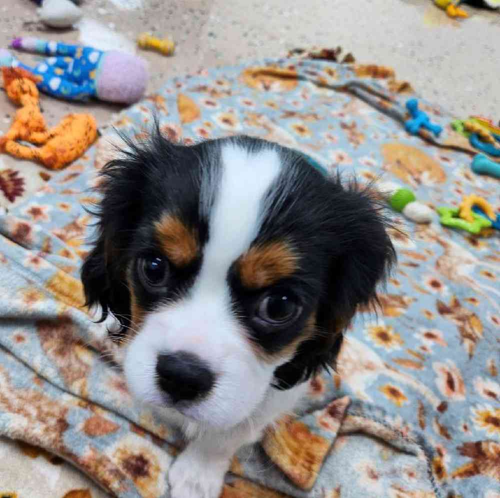Male Cavalier King Charles Spaniel Puppy for Sale in Virginia Beach, VA