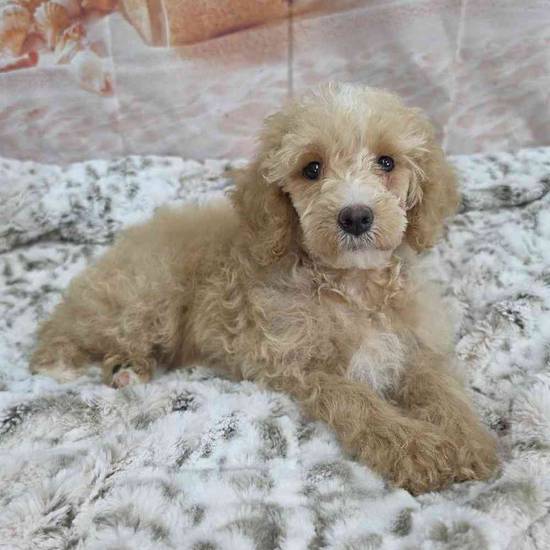 Poodle