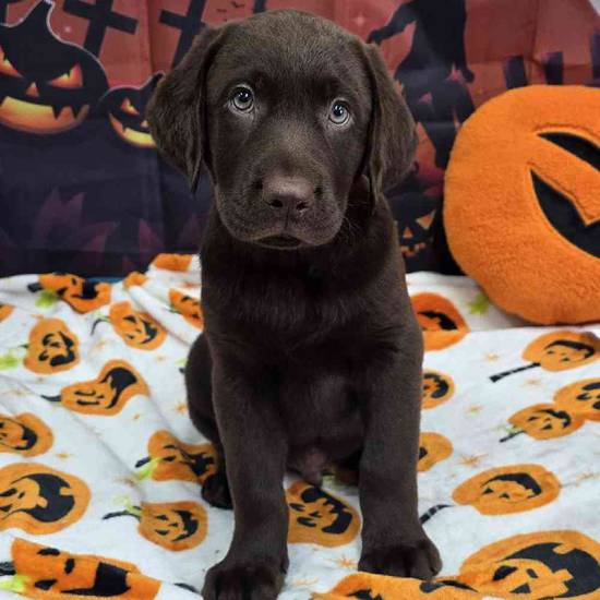 Labrador Retriever