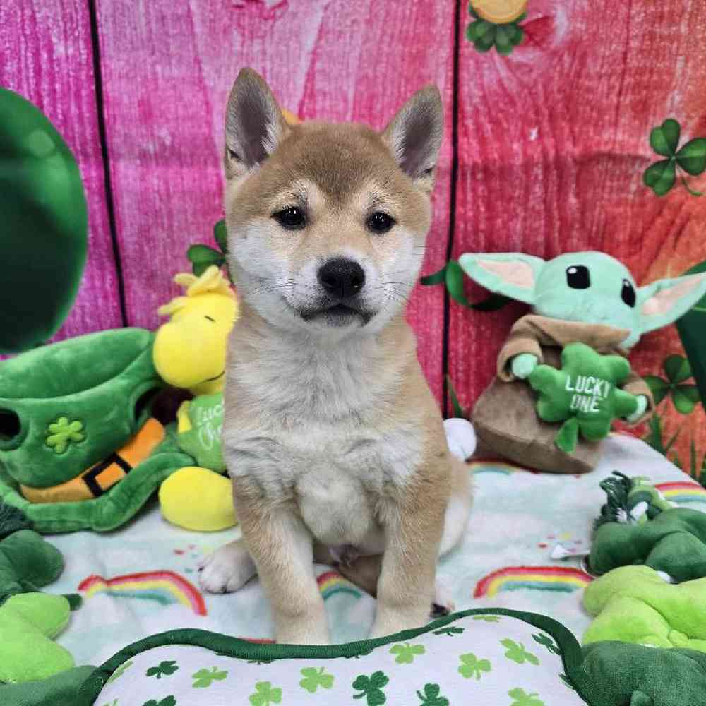 Male Shiba Inu Puppy for Sale in Virginia Beach, VA