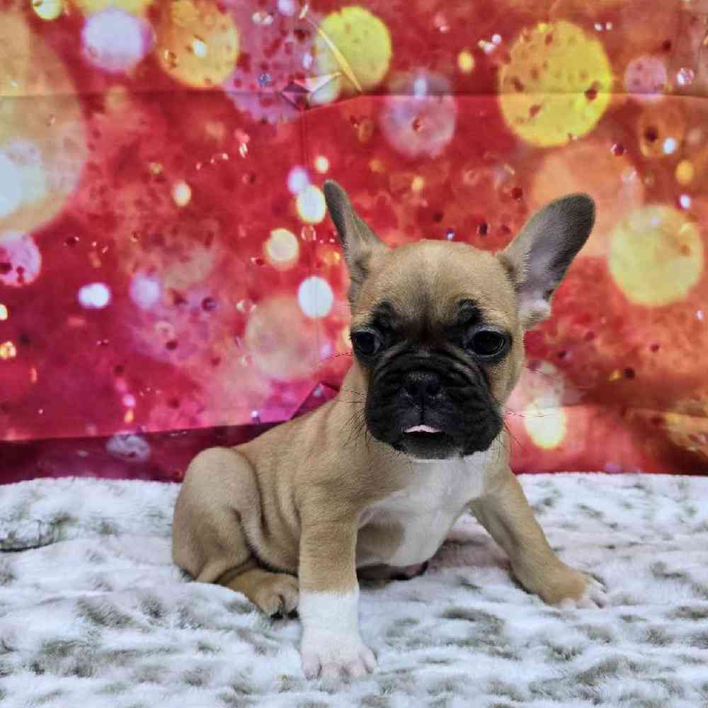 Male French Bulldog Puppy for Sale in Virginia Beach, VA