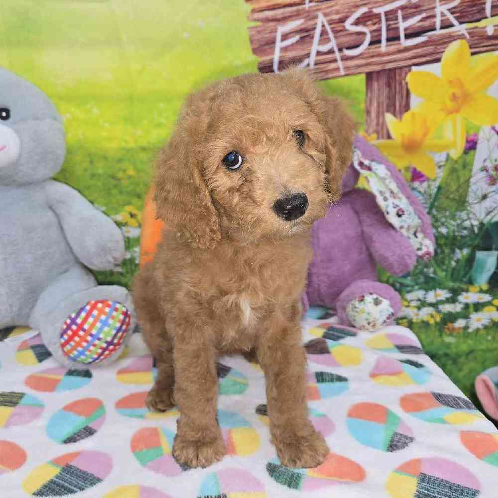 Female Mini Goldendoodle Puppy for Sale in Virginia Beach, VA