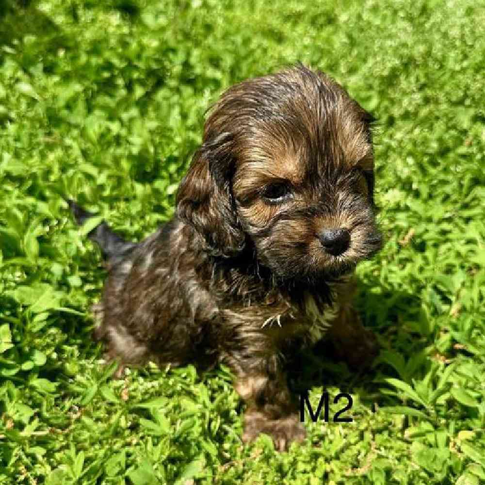 carousel pet images
