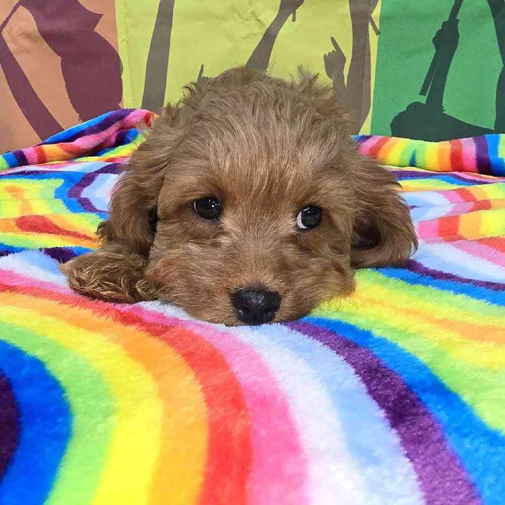 Male Cavapoo Puppy for Sale in Virginia Beach, VA