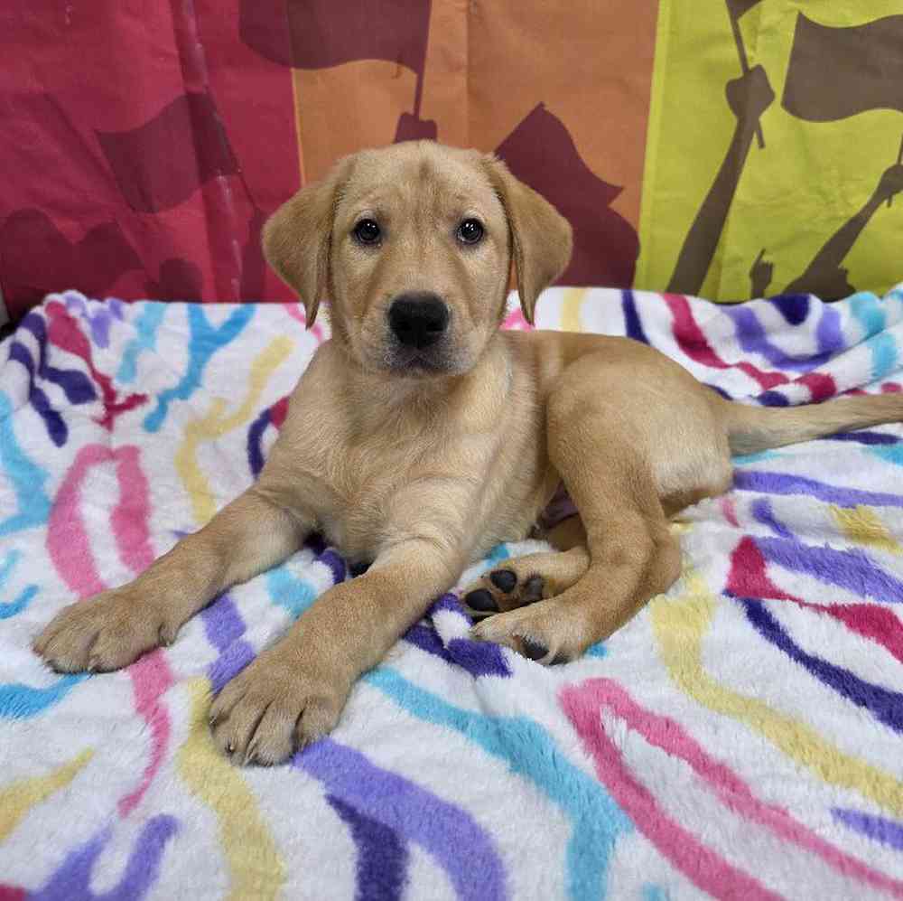 Male Labrador Retriever Puppy for Sale in Virginia Beach, VA