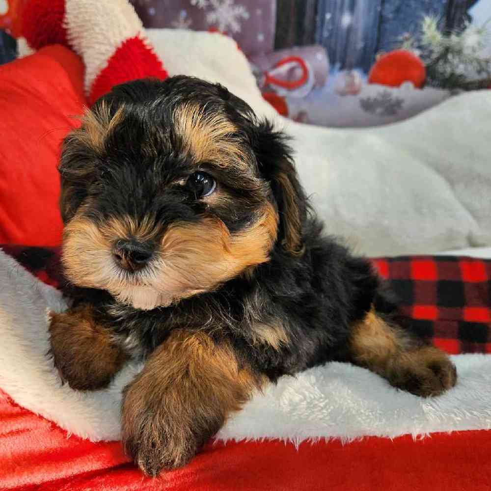 Male Morkie Puppy for Sale in Virginia Beach, VA