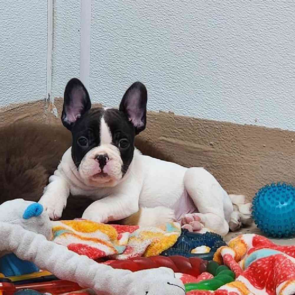Male French Bulldog Puppy for Sale in Virginia Beach, VA