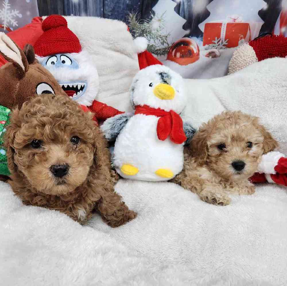 Male Maltipoo Puppy for Sale in Virginia Beach, VA
