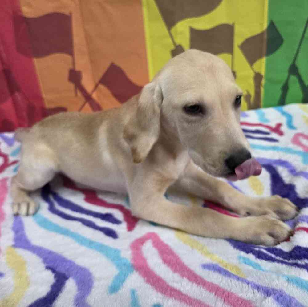 Female Labrador Retriever Puppy for Sale in Virginia Beach, VA