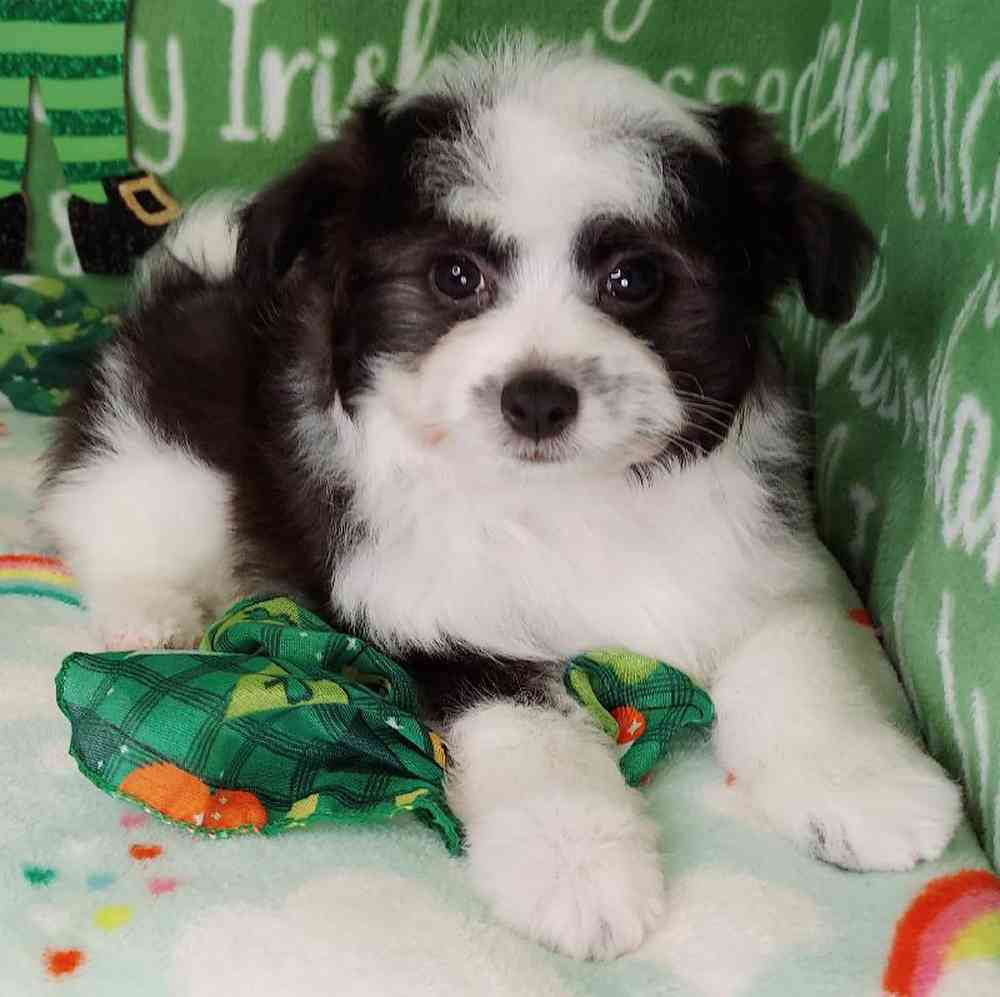 Male Papipoo Puppy for sale