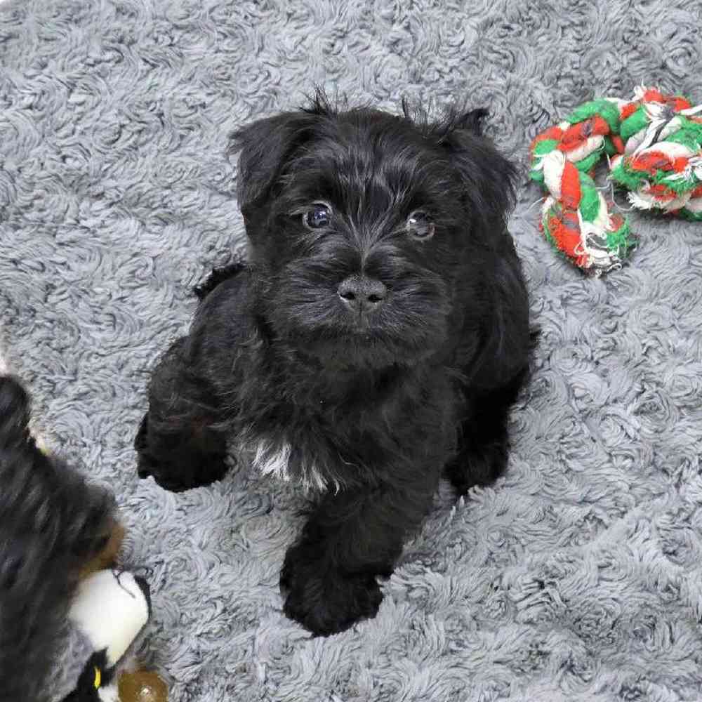 Male Mini Schnauzer Puppy for Sale in Virginia Beach, VA