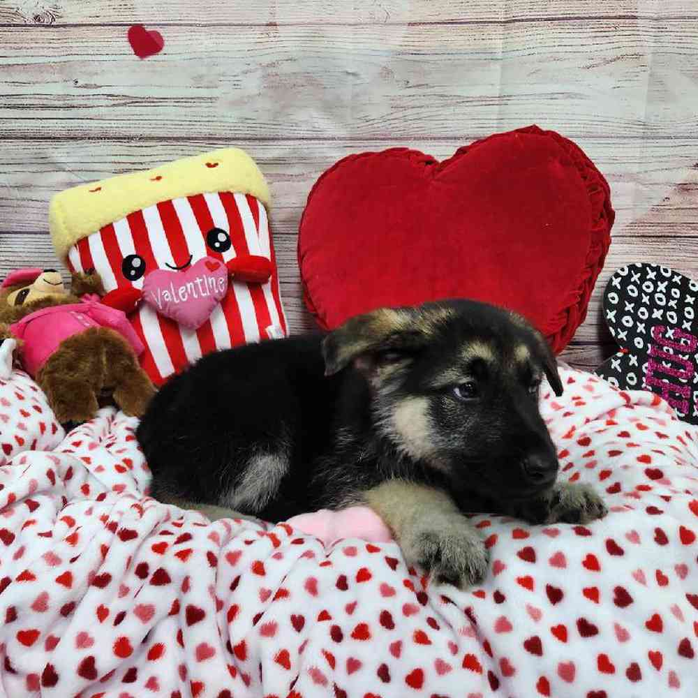 Male German Shepherd Puppy for Sale in Virginia Beach, VA