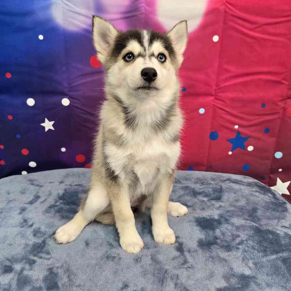 Female Pomsky Puppy for Sale in Virginia Beach, VA