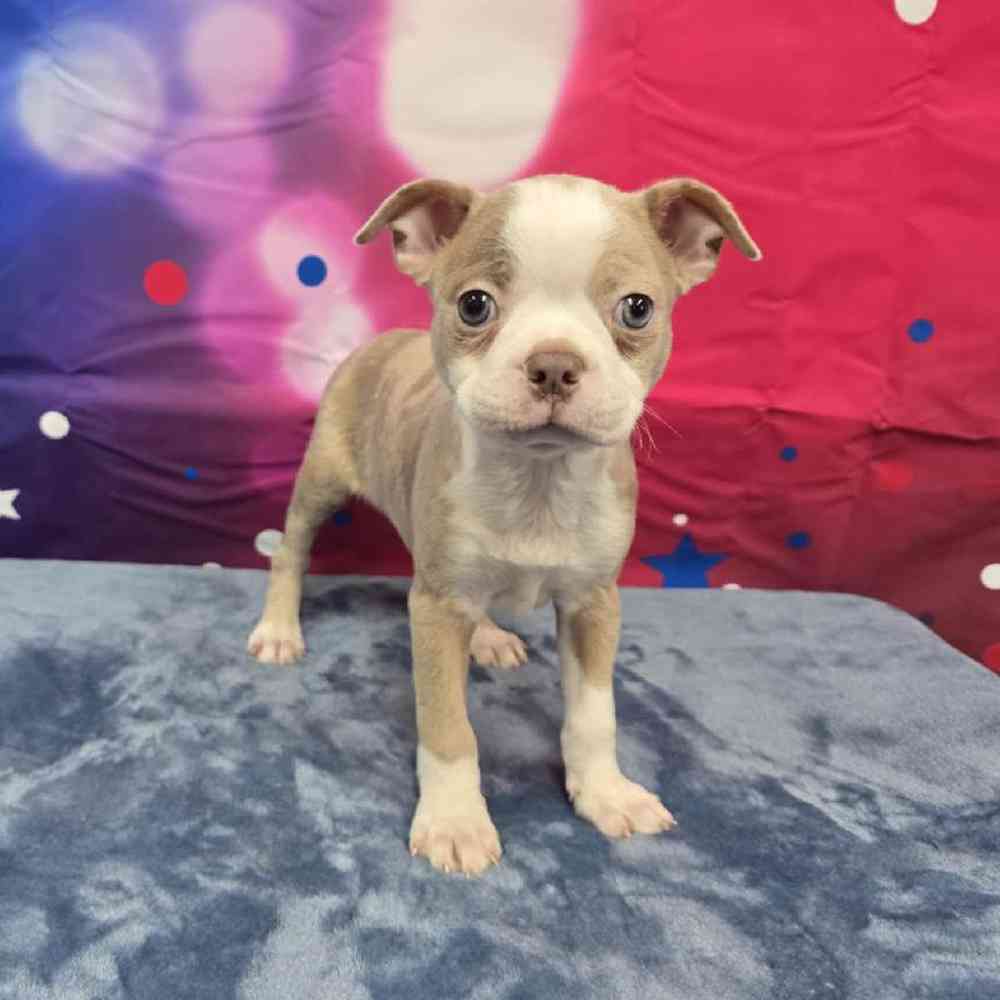 Male Boston Terrier Puppy for Sale in Virginia Beach, VA