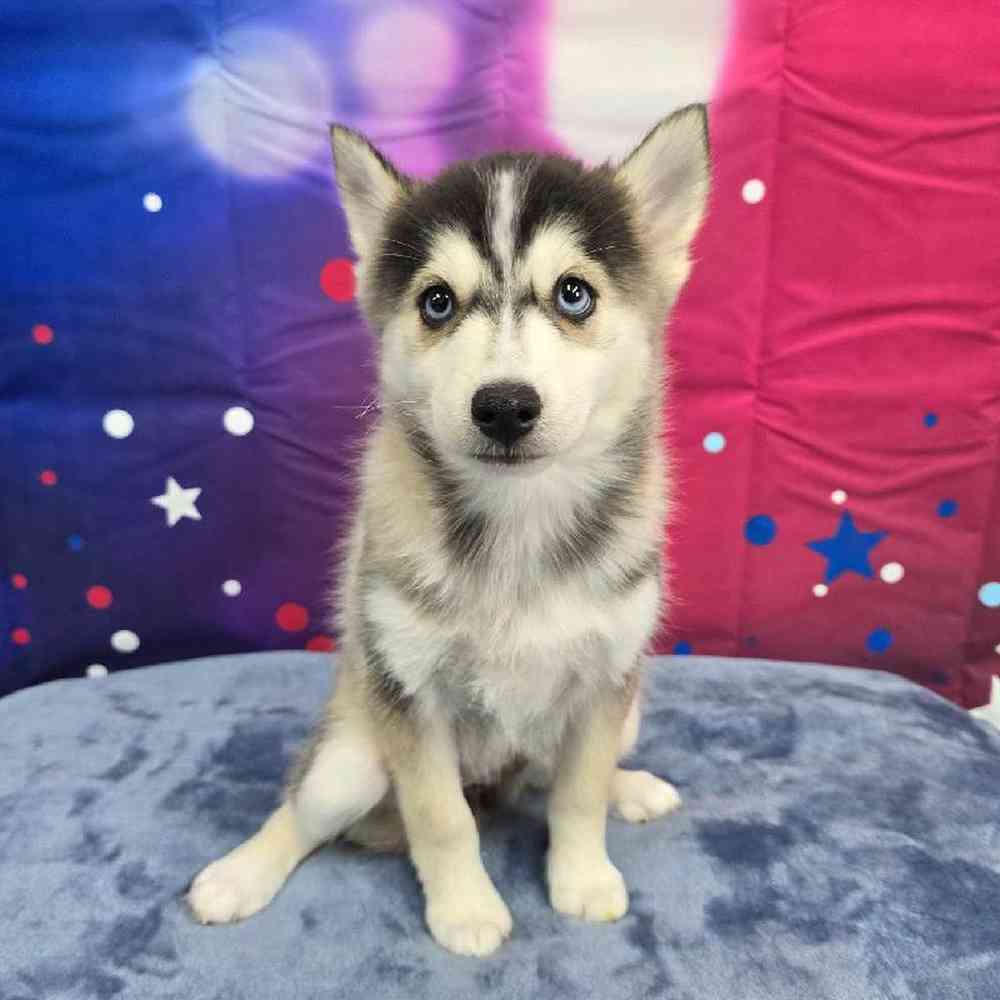 Female Pomsky Puppy for Sale in Virginia Beach, VA