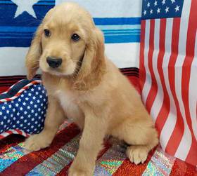 Comfort Retriever