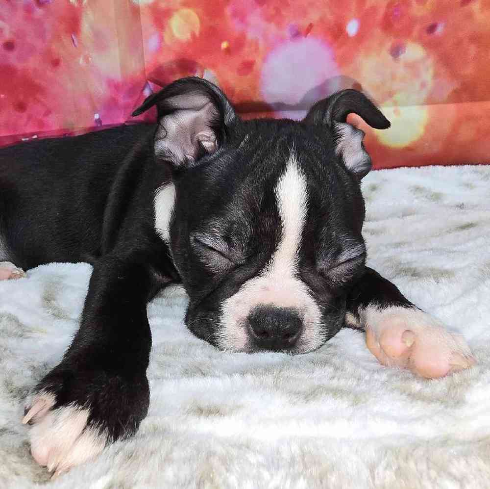 Male Boston Terrier Puppy for Sale in Virginia Beach, VA