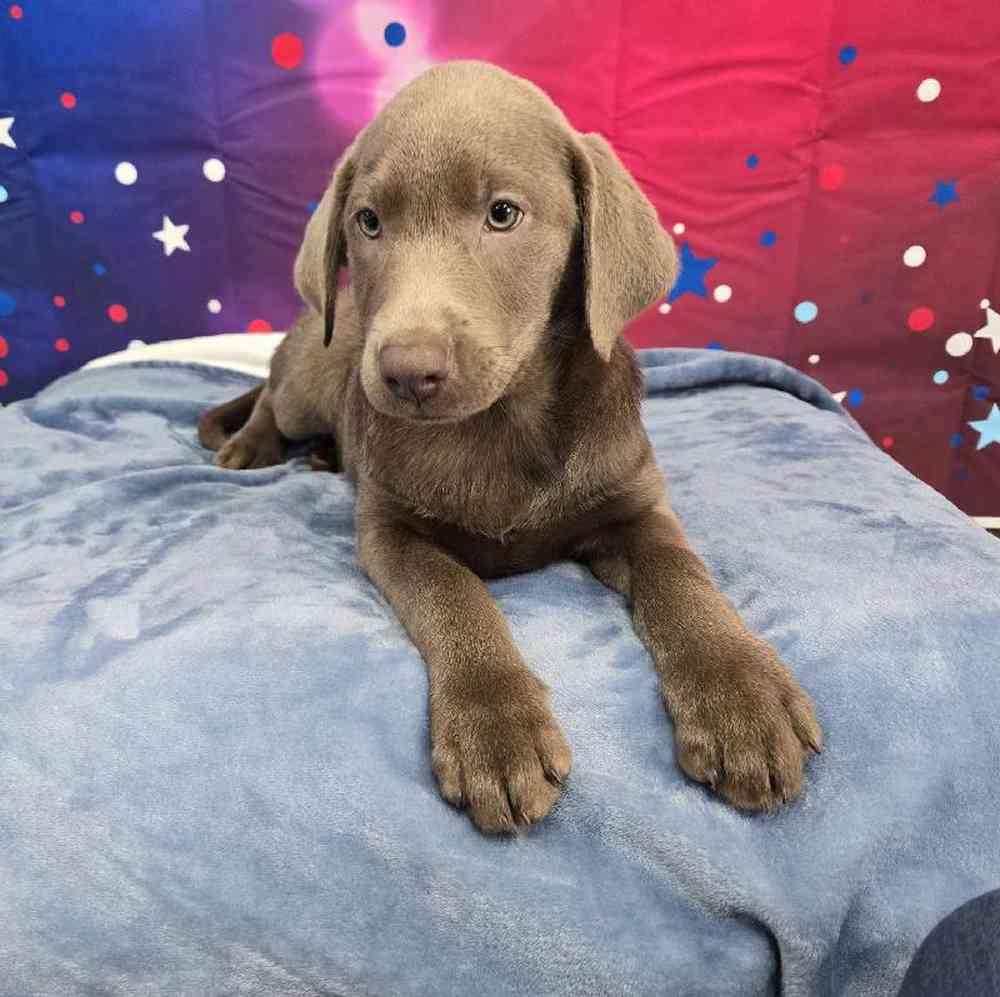 Female Labrador Retriever Puppy for Sale in Virginia Beach, VA
