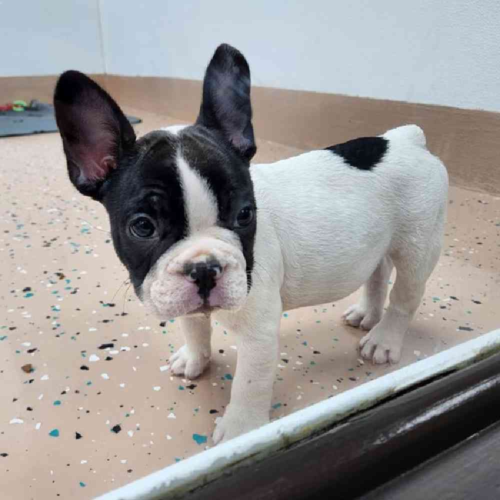 Male French Bulldog Puppy for Sale in Virginia Beach, VA
