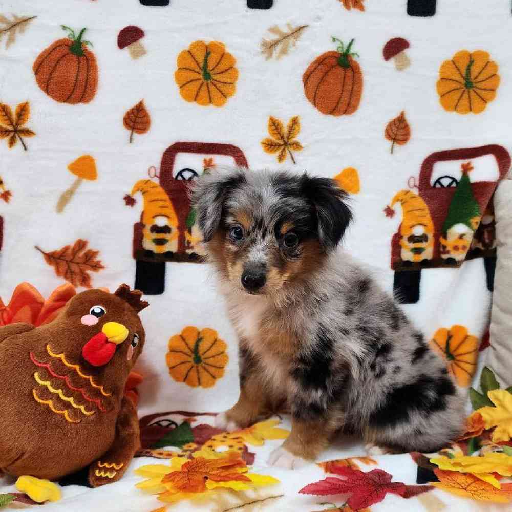 Male Mini Aussie Puppy for sale