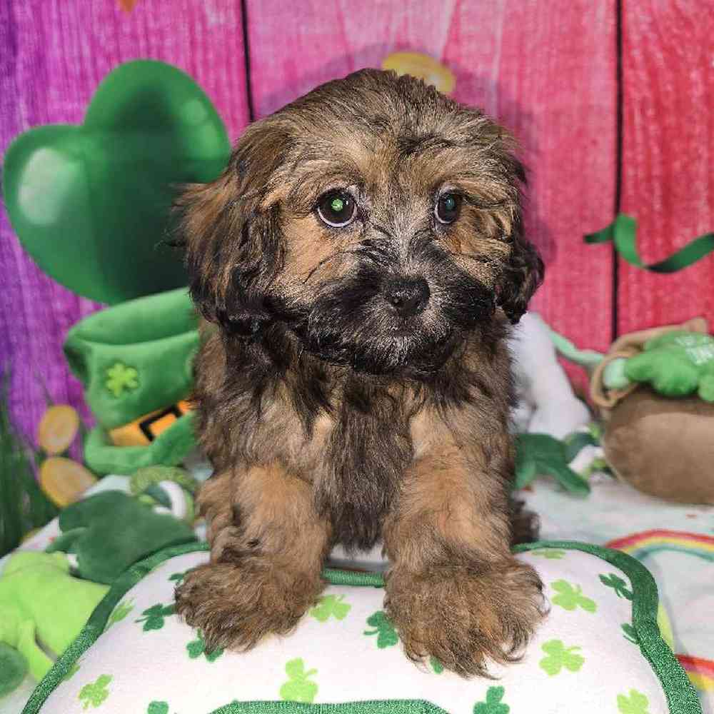 Female Shipoo Puppy for Sale in Virginia Beach, VA