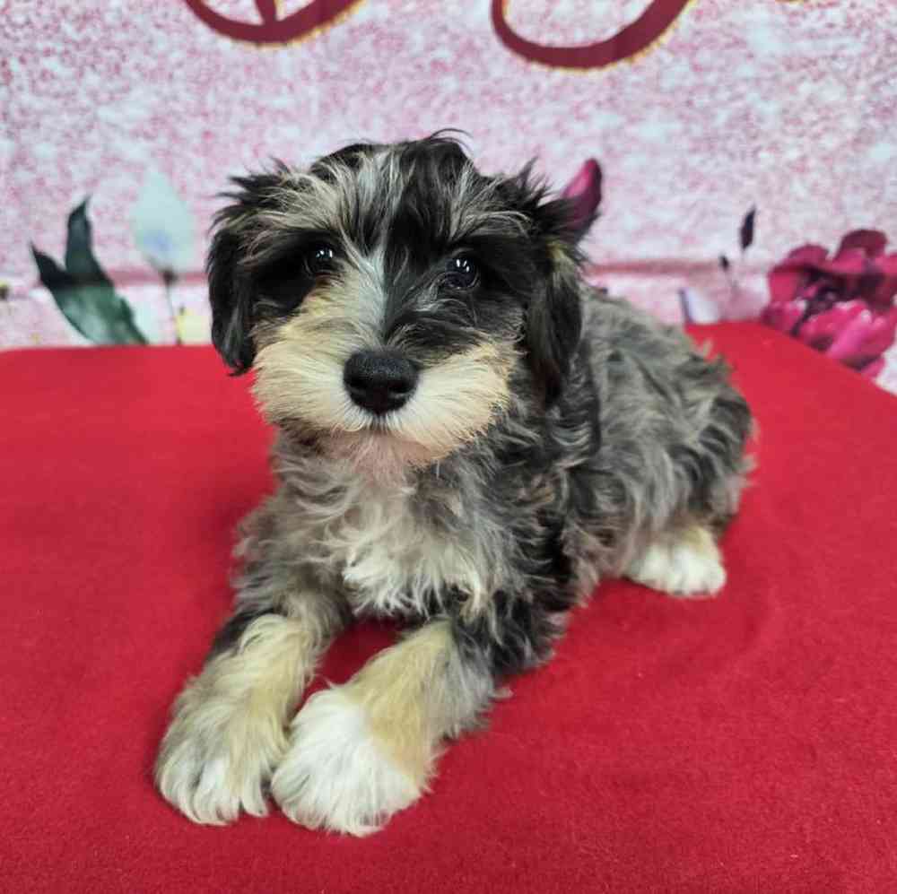 Male Mini Schnauzer Puppy for Sale in Virginia Beach, VA