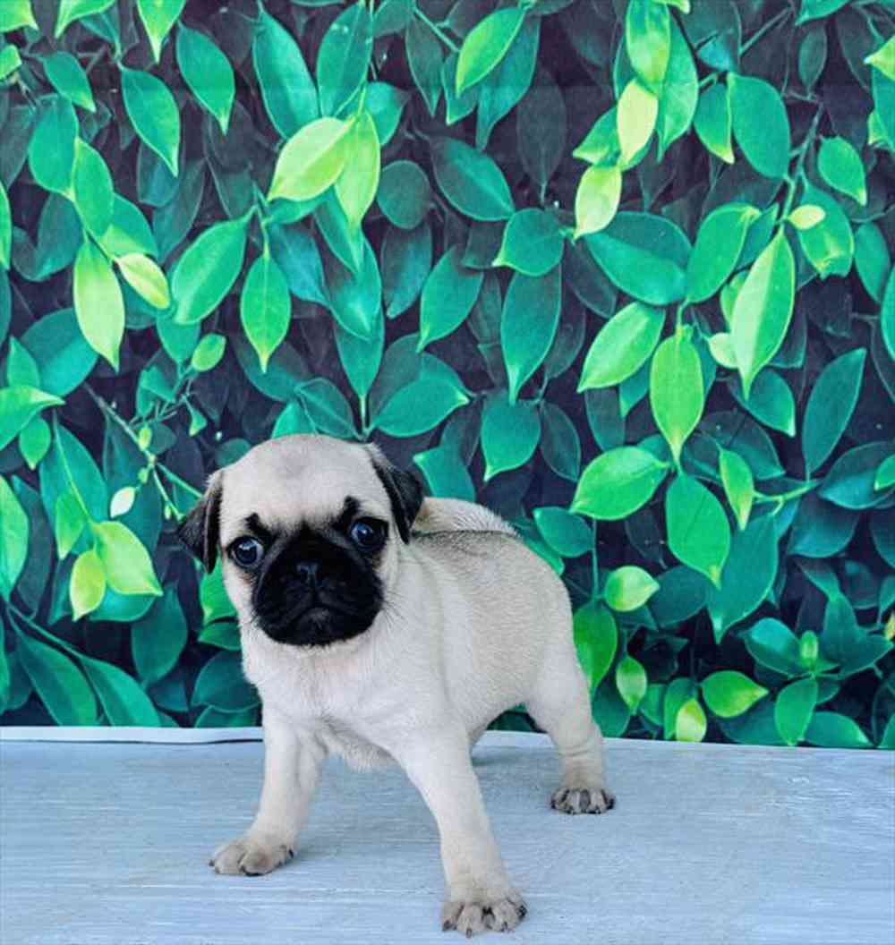 Image of a pet breed in the gallery