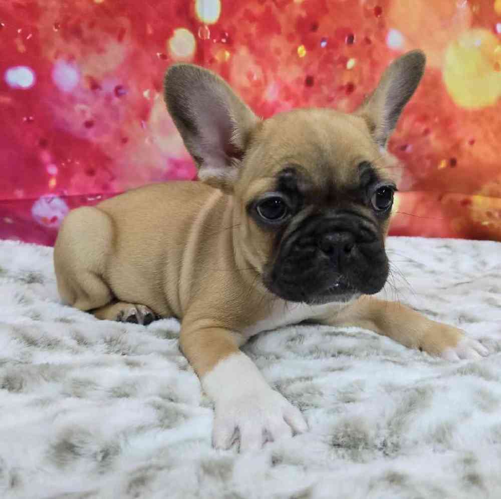 Male French Bulldog Puppy for Sale in Virginia Beach, VA