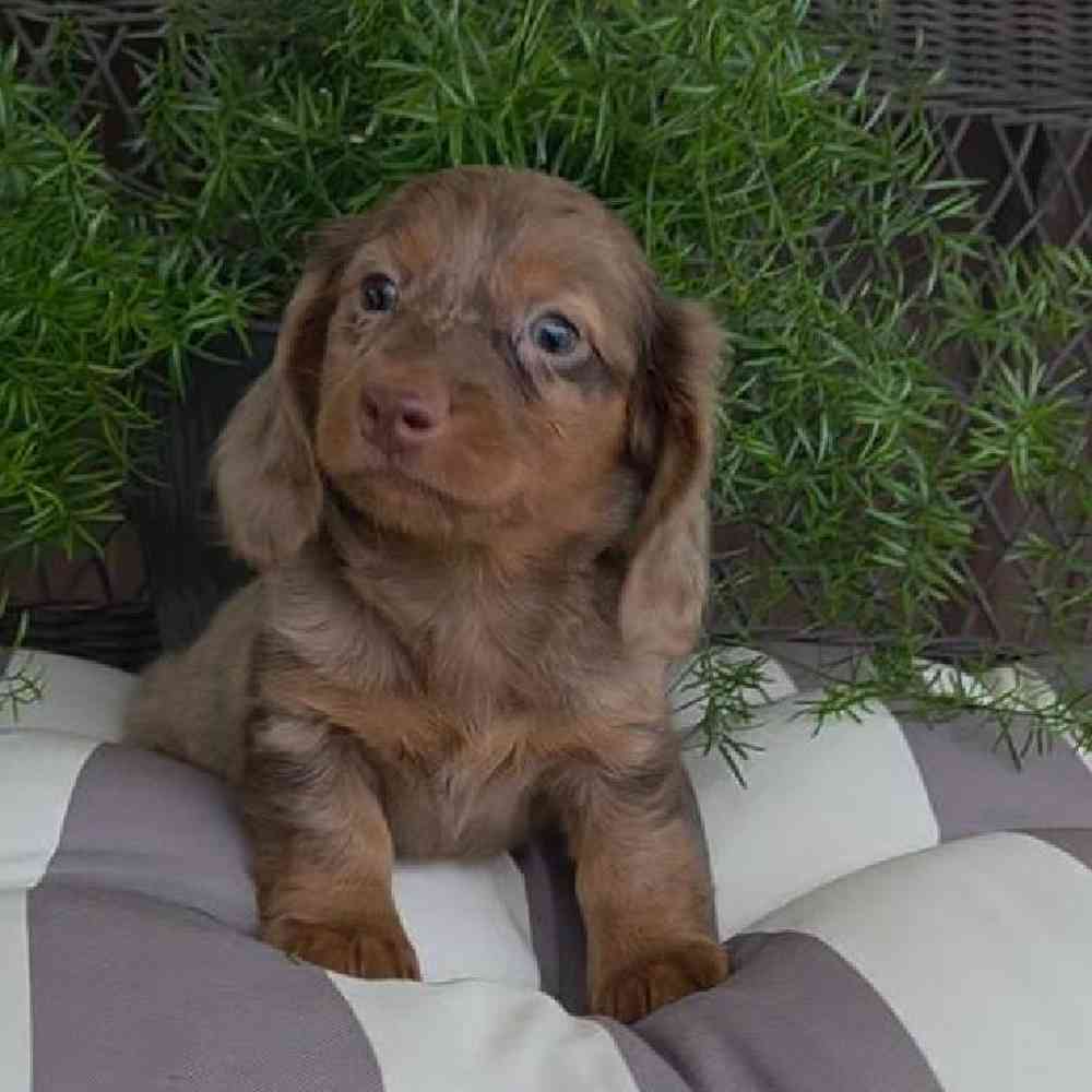 Image of a pet breed in the gallery
